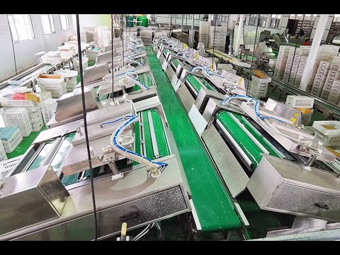 Continuous Vacuum Packing Machine for Food Products Continuous Vacuum Packing Machine for Food Products