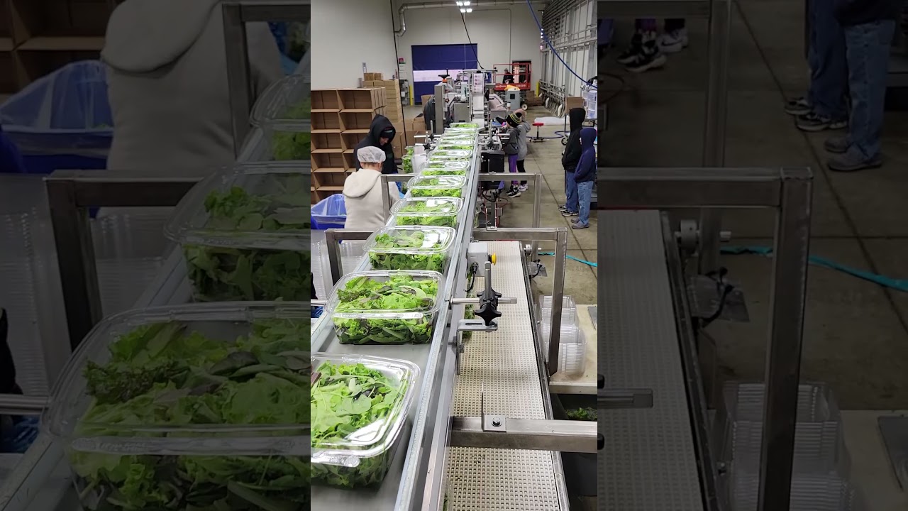 Packaging & Labeling Line for Lettuce: Efficient Bagging Machine Solution