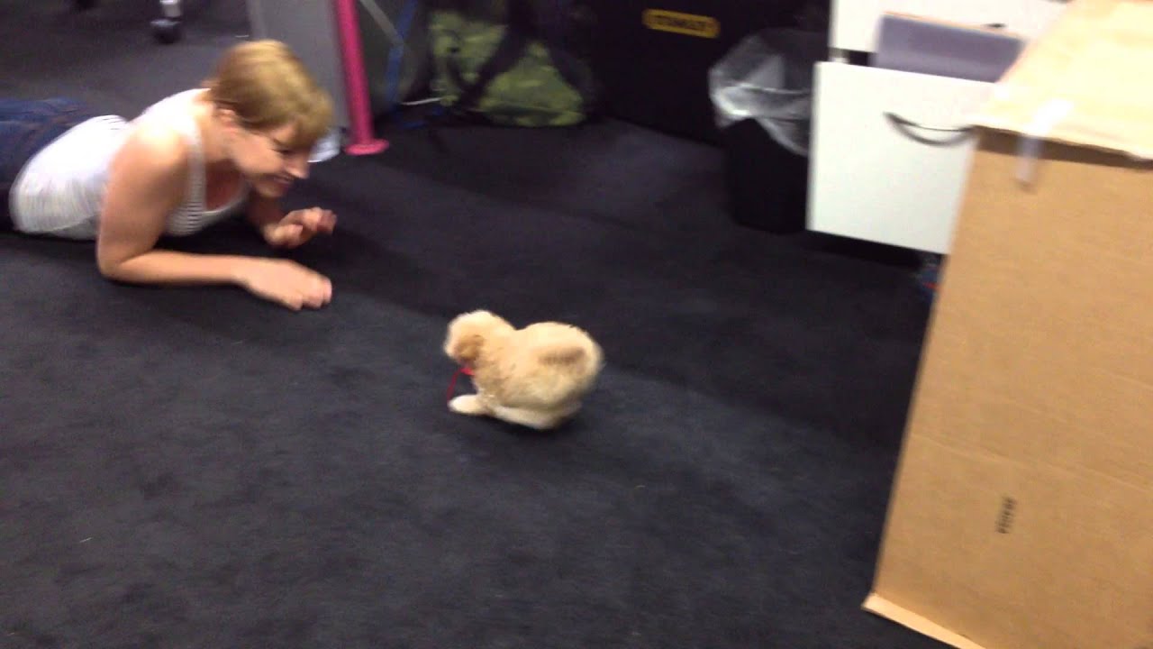 The Amazing Dog Shrinking Device The Amazing Dog Shrinking Device